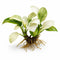 Anubias White Rose – Live Freshwater Aquarium Plant - Image 1 of 90