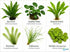 Beginner Live Aquarium Plants Bundle 3 to 75 Assorted Easy Plants for Fish Tanks