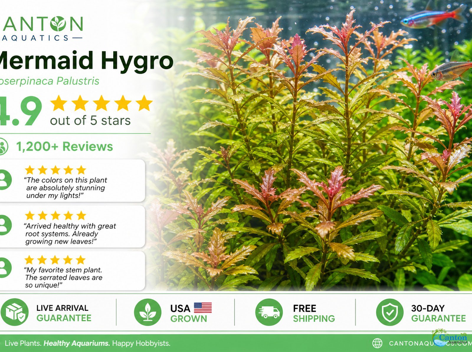 Mermaid Hygro (Proserpinaca palustris) – Live Aquarium Plant