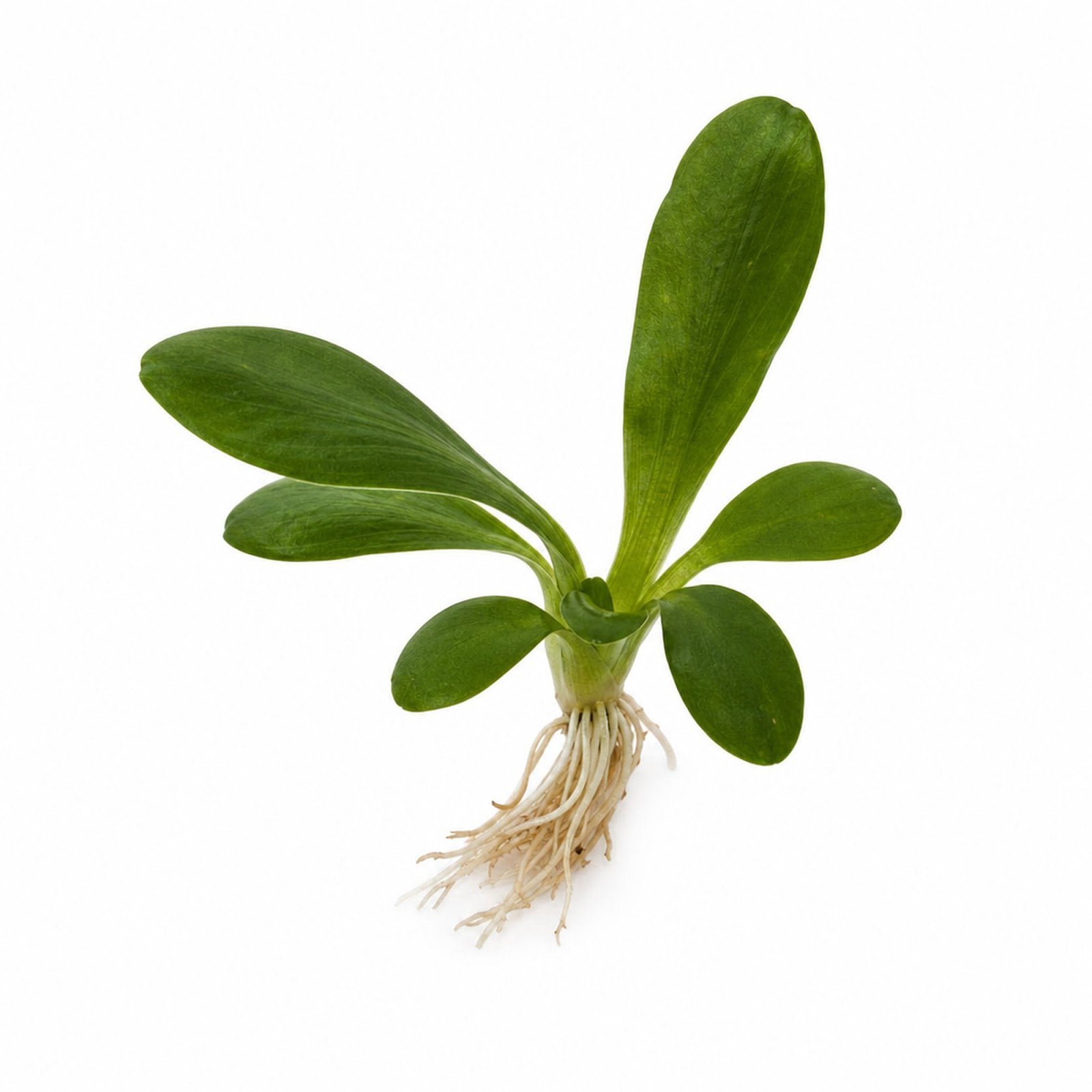 Amazon Melon Sword (Echinodorus Osiris)