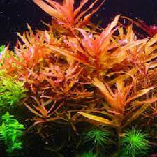 Ammania senegalensis – Live Freshwater Aquarium Plant - Image 40 of 43
