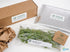 Canton Aquatics Live Aquarium Plants - Water Sprite Aquarium Plant, Ceratopteris Thalictroides - Perfect Live Aquatic Plants for Fish Tanks and Aquariums