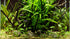 Cryptocoryne Parva
