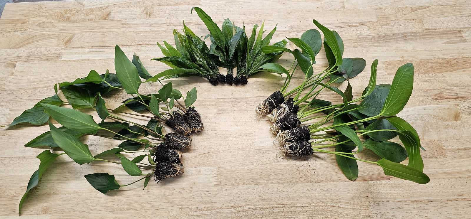 Beginner Centerpiece Bundle – 20–40 Gallon Low-Tech Aquarium | Easy Live Plants, Lush & Hardy