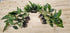 Beginner Centerpiece Bundle – 20–40 Gallon Low-Tech Aquarium | Easy Live Plants, Lush & Hardy
