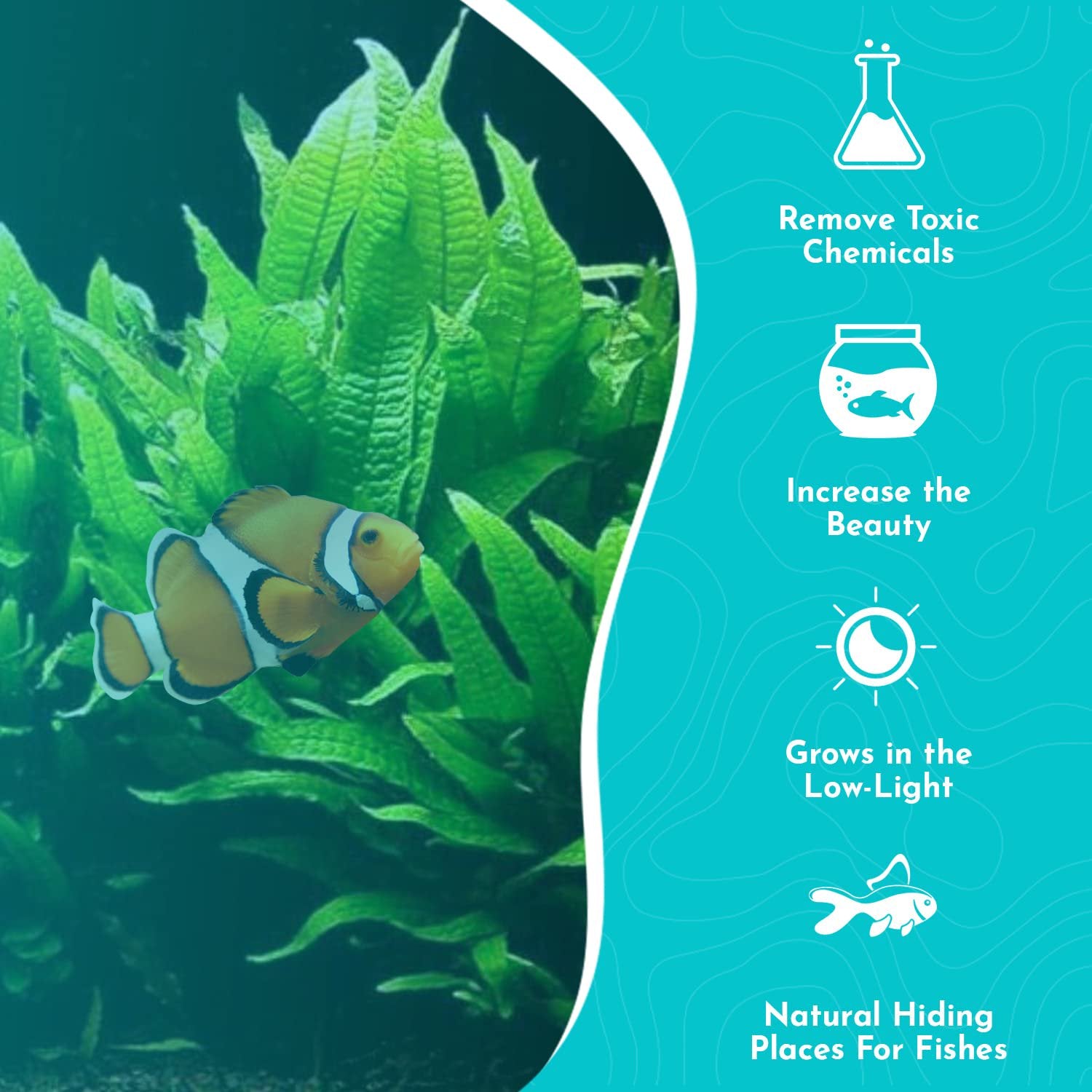 Java Fern Microsorum Pteropus – Live Freshwater Aquarium Plant (Bare Root)