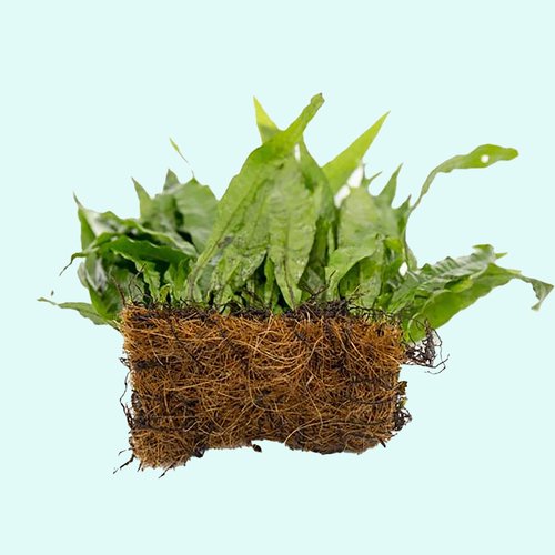 Java Fern (Microsorum Pteropus) on Mat