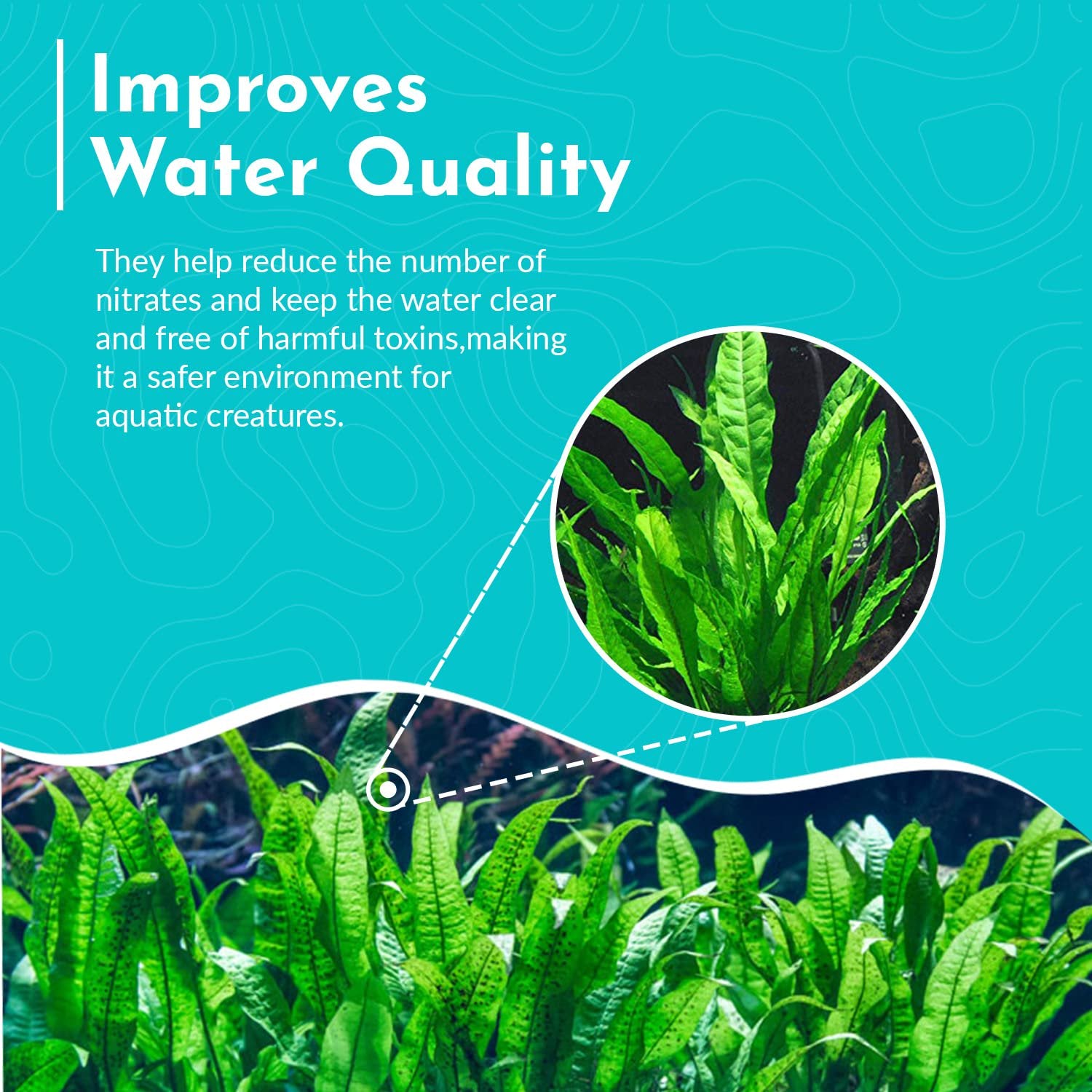 Java Fern Microsorum Pteropus – Live Freshwater Aquarium Plant (Bare Root)