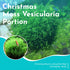 Christmas Moss Vesicularia Montagnei