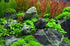 CANTON AQUATICS Staurogyne S Repens Plants - Long Lasting & Easy to Care - Promote High Water Quality and Fast - Growing Live Freshwater Carpet Plant for Aquascaping - 5X Clumps Plants