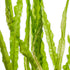Cryptocoryne Crypt Balansae