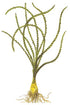Crinum Calamistratum