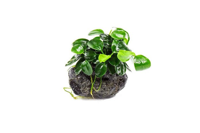 Anubias Nana Petite on Lava Rock – Live Aquarium Plant