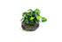 Anubias Nana Petite on Lava Rock – Live Aquarium Plant