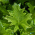 Pogostemon Helferi