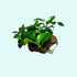 Anubias Nana Petite on Lava Rock – Live Aquarium Plant