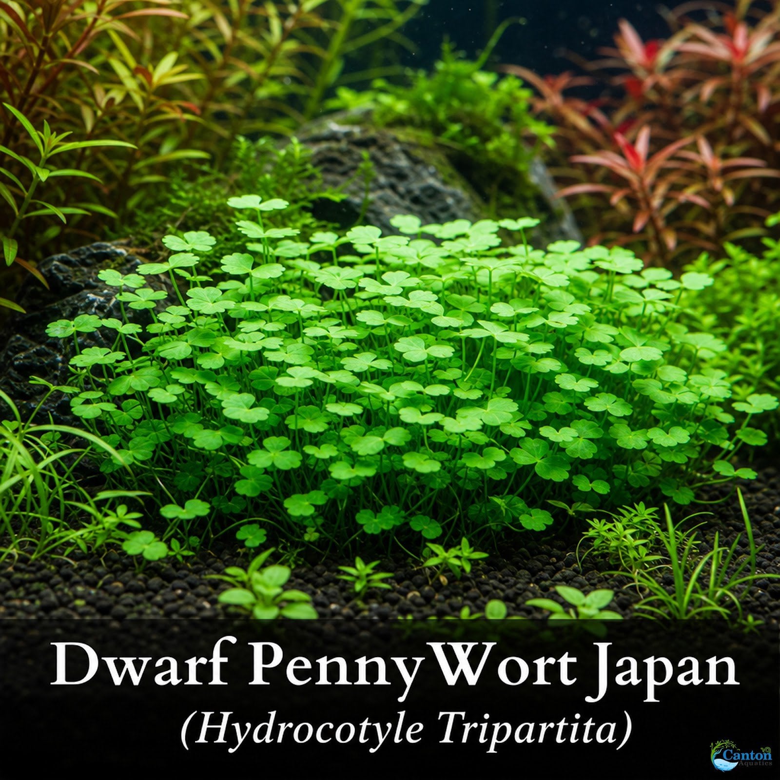 Dwarf PennyWort Japan (Hydrocotyle Tripartita)
