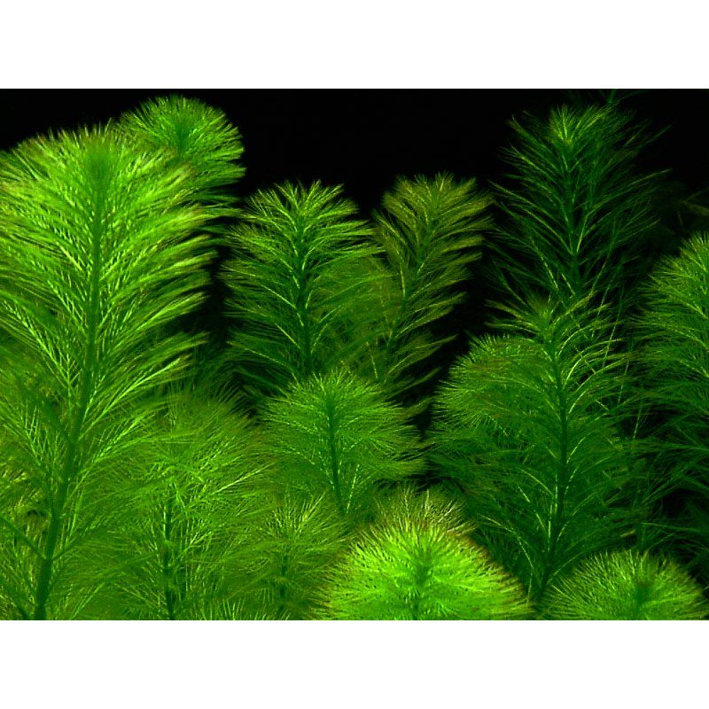 Parrot’s Feather (Myriophyllum aquaticum) – Live Aquarium & Pond Plant