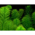 Parrot’s Feather (Myriophyllum aquaticum) – Live Aquarium & Pond Plant