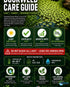 Duckweed (Lemma Minor)