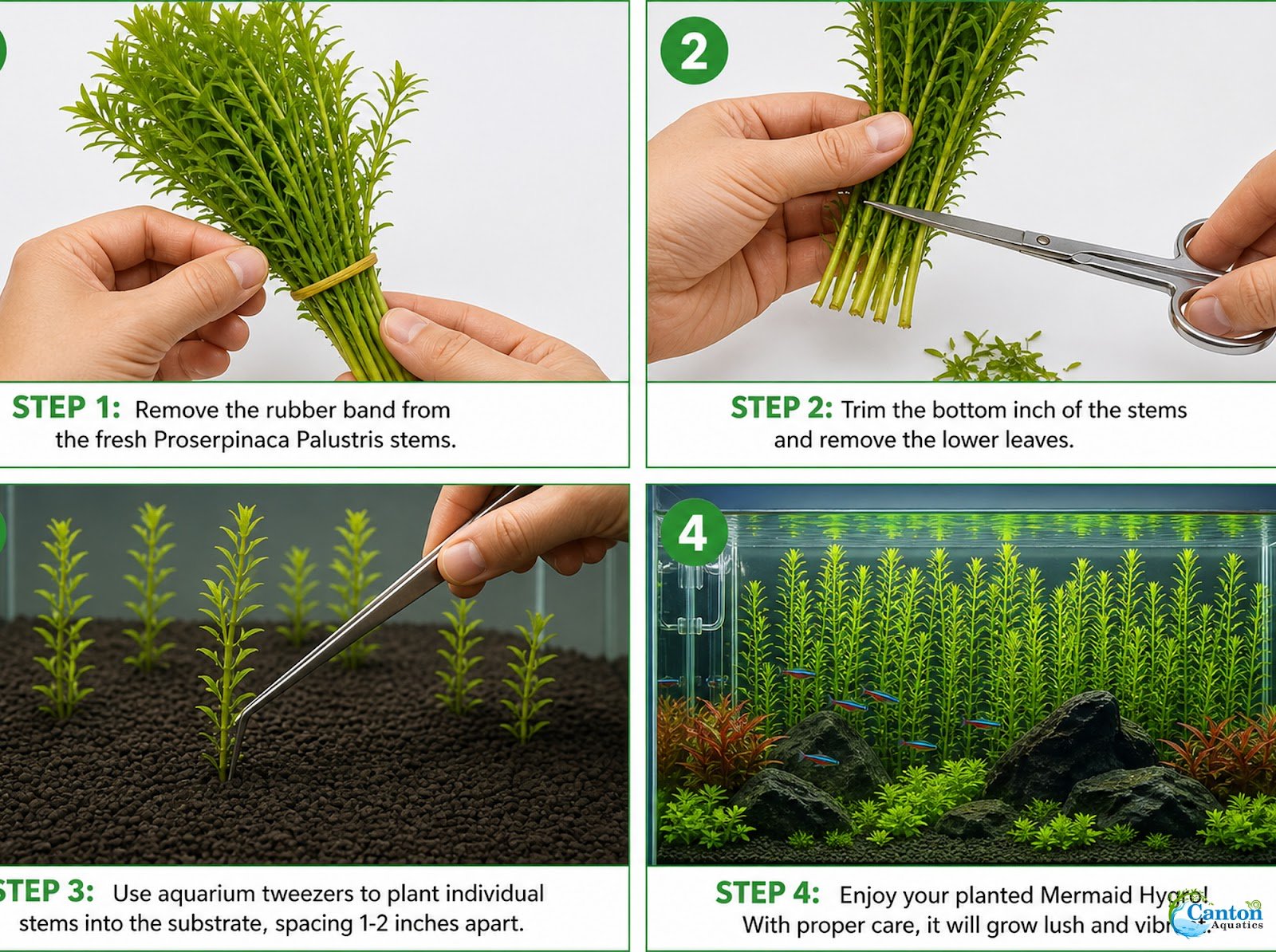 Mermaid Hygro (Proserpinaca palustris) – Live Aquarium Plant