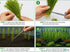 Mermaid Hygro (Proserpinaca palustris) – Live Aquarium Plant