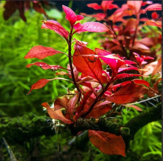 Ludwigia Repens Super Red Mini – Live Freshwater Aquarium Plant