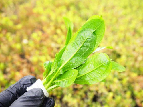 Echinodorus Rosette Sword – Live Aquarium Plant (Buy 2 Get 1 Free)