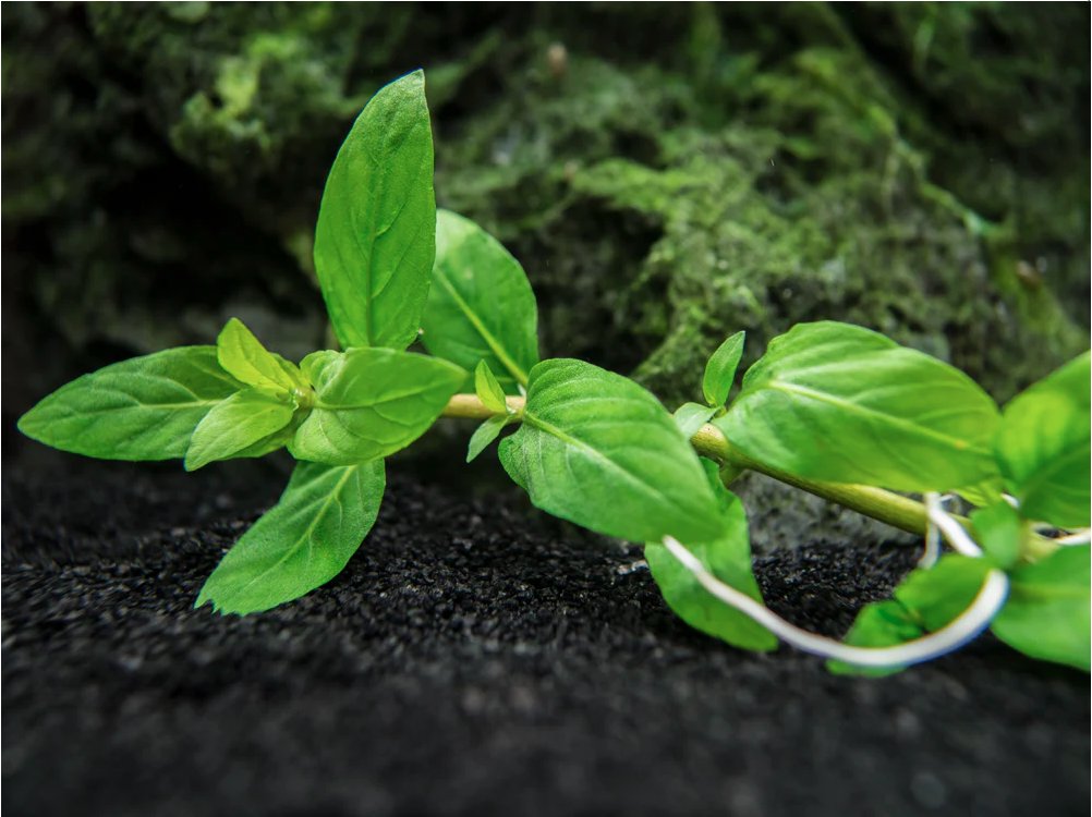 CANTON AQUATICS Staurogyne S Repens Plants - Long Lasting & Easy to Care - Promote High Water Quality and Fast - Growing Live Freshwater Carpet Plant for Aquascaping - 5X Clumps Plants