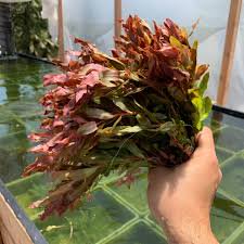 Ammania senegalensis – Live Freshwater Aquarium Plant - Image 14 of 43