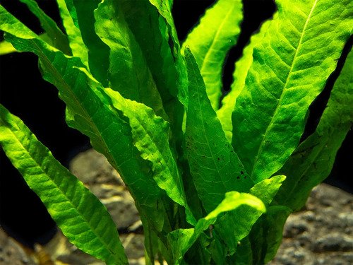 Java Fern (Microsorum pteropus) – Easy Live Freshwater Aquarium Plant