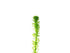 Anacharis Egeria Densa in 2 Inch Pot Live Aquarium Plants - Image 2 of 6