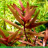 Ammania senegalensis – Live Freshwater Aquarium Plant - Image 18 of 43