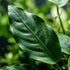 Anubias Starter Bundle (3-Pack) – Medium to Large