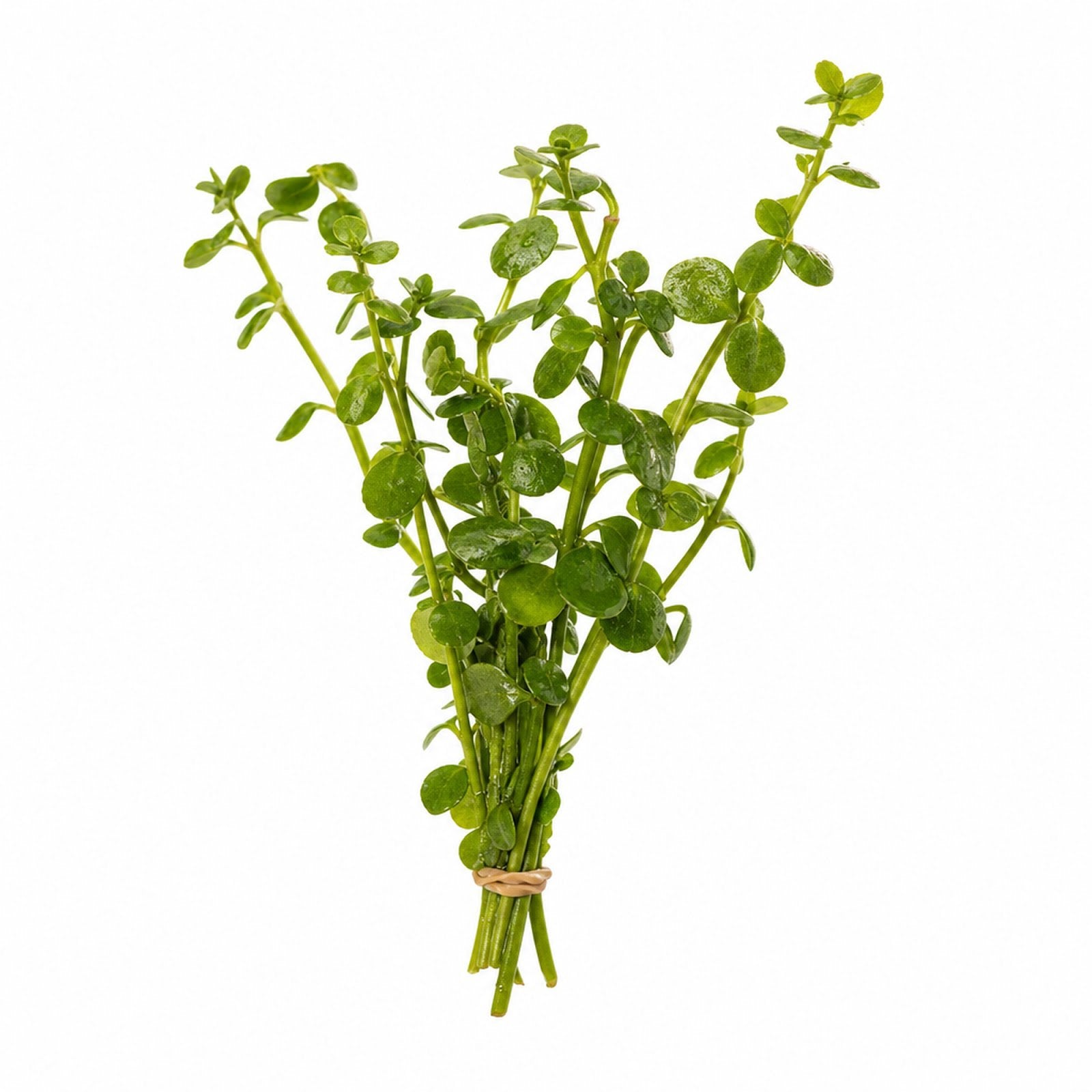 Bacopa Caroliniana