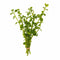 Bacopa Caroliniana