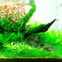 Weeping Moss (Vesicularia ferriei) – Live Freshwater Aquarium Plant