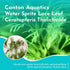 Canton Aquatics Live Aquarium Plants - Water Sprite Aquarium Plant, Ceratopteris Thalictroides - Perfect Live Aquatic Plants for Fish Tanks and Aquariums