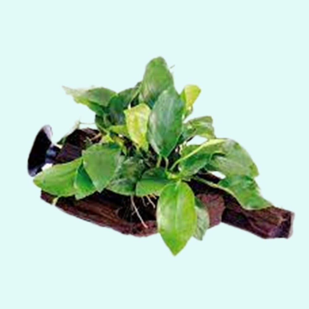 Anubias Barteri (Nana) Rooted on Driftwood - Image 5 of 10