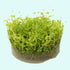 Dwarf Baby Tears Micranthemum Umbrosom