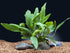 Anubias Minima Bare Root - Image 34 of 40
