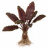Lagenandra Meeboldii