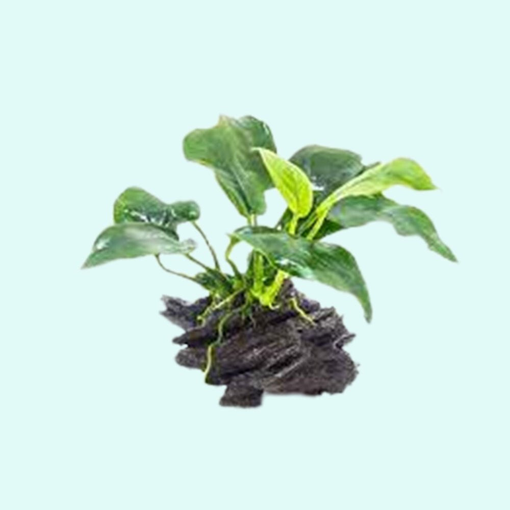 Anubias Barteri (Nana) Rooted on Driftwood - Image 9 of 10