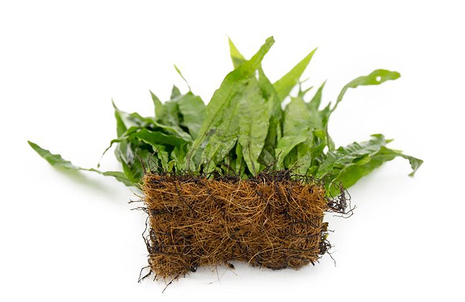 Java Fern (Microsorum Pteropus) on Mat