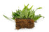 Java Fern (Microsorum Pteropus) on Mat