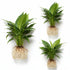 Brazilian Sword “Peace Lily” (Spathiphyllum sp)