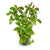 Oval Ludwigia (Ovalis)