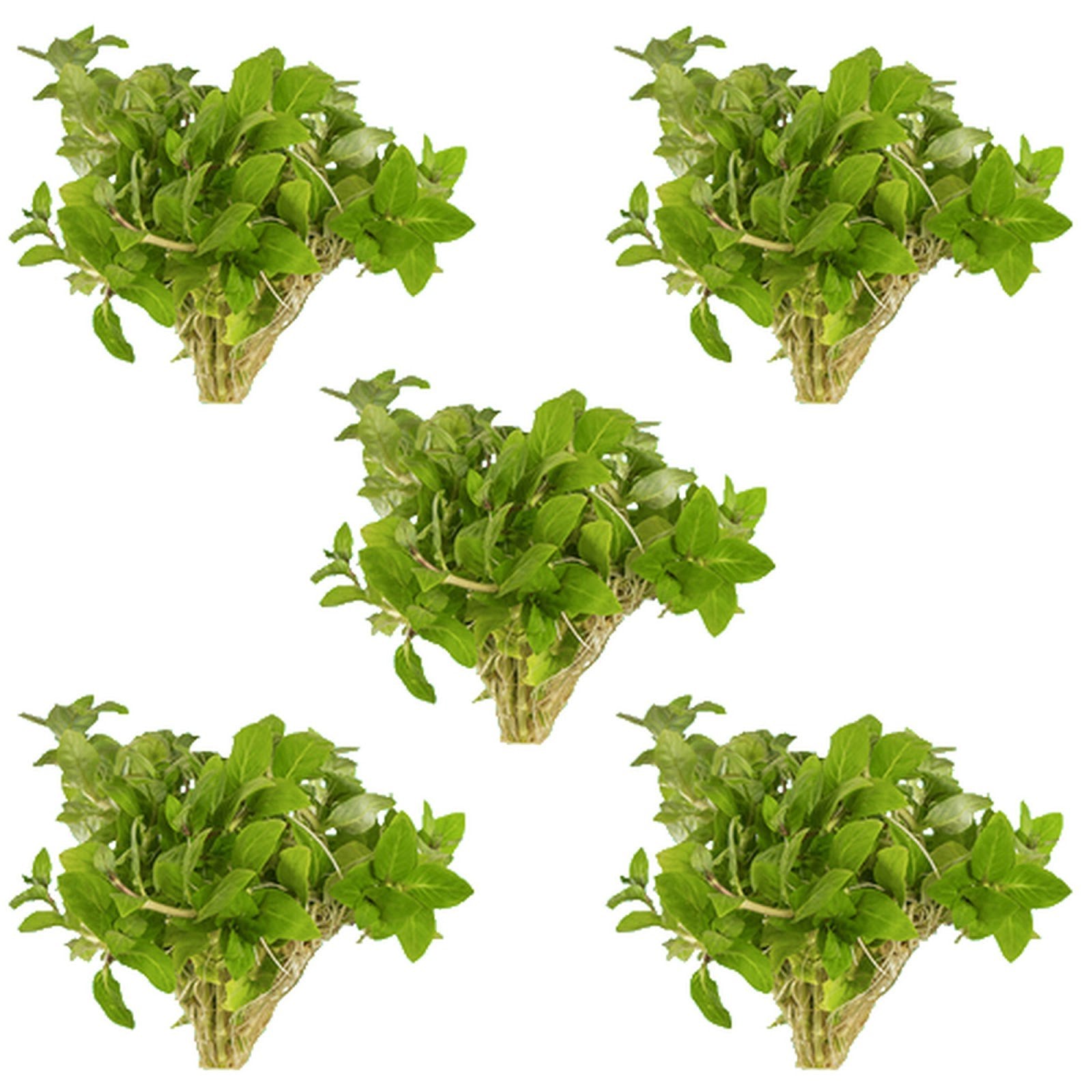 CANTON AQUATICS Staurogyne S Repens Plants - Long Lasting & Easy to Care - Promote High Water Quality and Fast - Growing Live Freshwater Carpet Plant for Aquascaping - 5X Clumps Plants