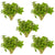 CANTON AQUATICS Staurogyne S Repens Plants - Long Lasting & Easy to Care - Promote High Water Quality and Fast - Growing Live Freshwater Carpet Plant for Aquascaping - 5X Clumps Plants