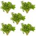 CANTON AQUATICS Staurogyne S Repens Plants - Long Lasting & Easy to Care - Promote High Water Quality and Fast - Growing Live Freshwater Carpet Plant for Aquascaping - 5X Clumps Plants